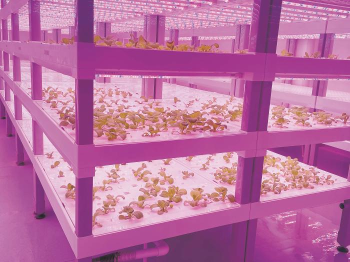 在物美植物工廠里，通過LED燈的照射，蔬菜散發(fā)勃勃生機。受訪者供圖